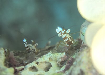 イソギンチャクモエビ