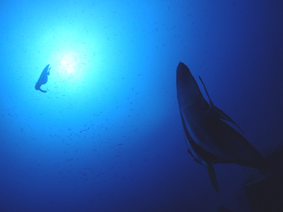 ナンヨウツバメウオ