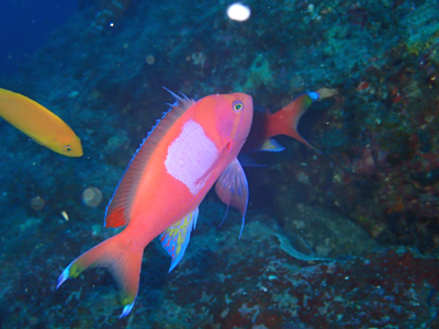 スミレナガハナダイ