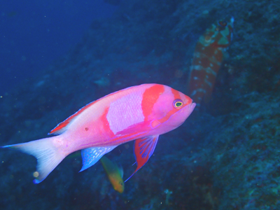 スミレナガハナダイ婚姻色