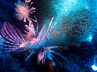 ハナミノカサゴとテンジクダイ