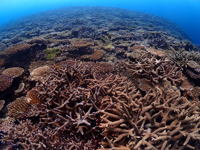サンゴの群生