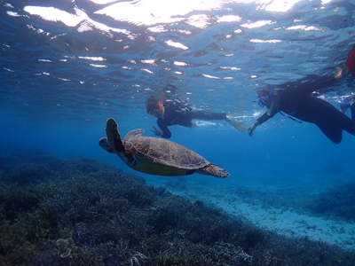 ウミガメシュノーケル