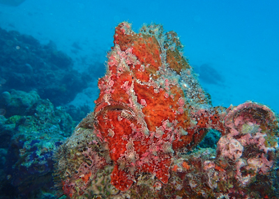 オオモンカエルアンコウ