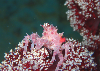 イソコンペイトウガニ