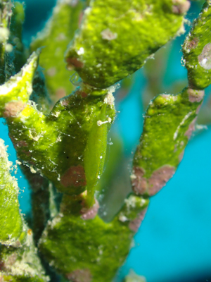 ヒラツノモエビ