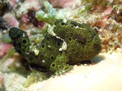 オオモンカエルアンコウのチビ