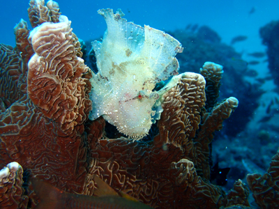 ハダカハオコゼ