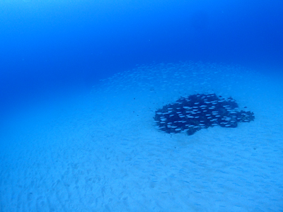 イワシの仲間の群れ