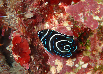 タテジマキンチャクダイの幼魚
