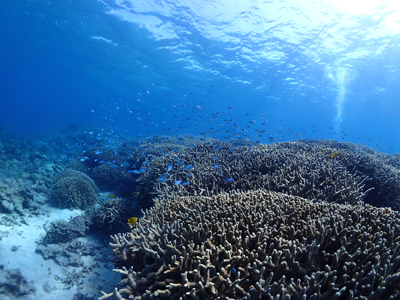 ユビエダハマサンゴとデバスズメダイ