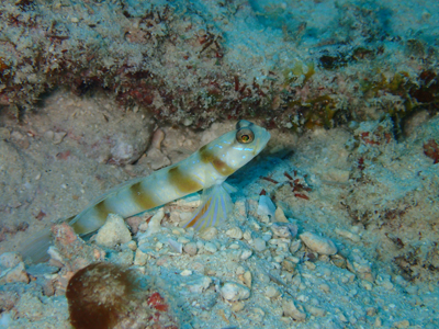 ダテハゼ属の一種