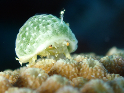 ユキンコボウシガニ