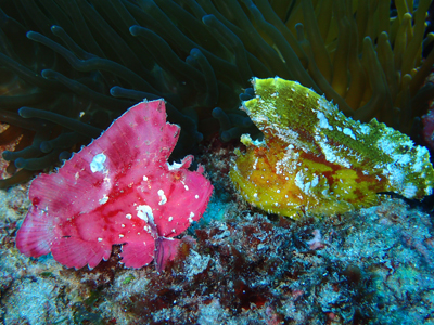 ハダカハオコゼ