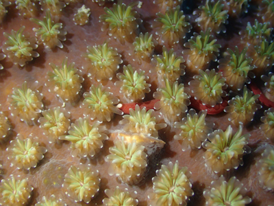 チンヨウジウオ