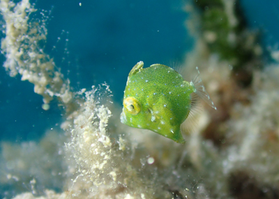 セダカカワハギyg