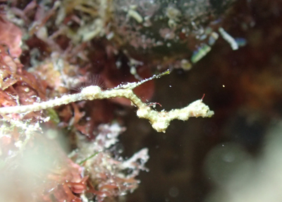 ピグミーシードラゴン