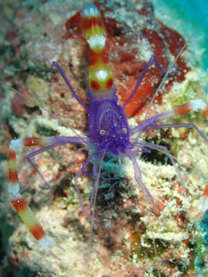 バイオレットボクサーシュリンプ