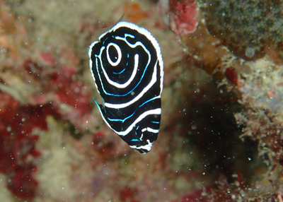 タテジマキンチャクダイ