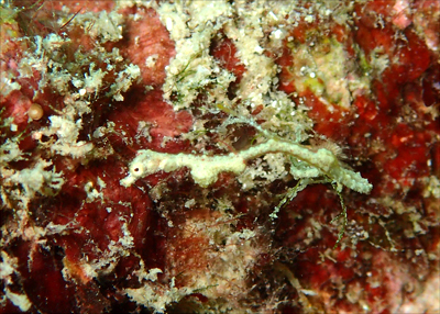 ピグミーシードラゴン