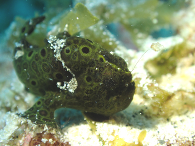 オオモンカエルアンコウｙｇ