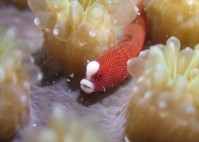 チンヨウジウオ