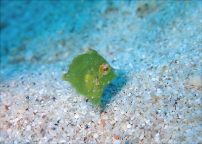 セダカカワハギｙｇ