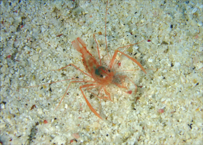 スベスベオトヒメエビ