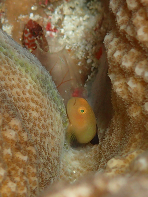 カサイダルマハゼ