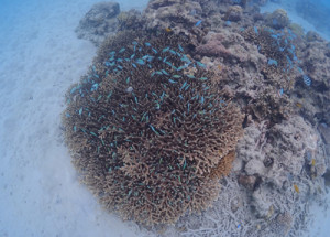 デバスズメダイ