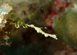 ピグミーシードラゴン