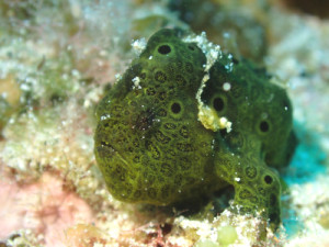 オオモンカエルアンコウｙｇ