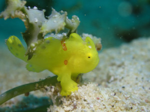 イロカエルアンコウｙｇ