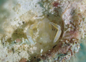 サンゴヒメエビｓｐ