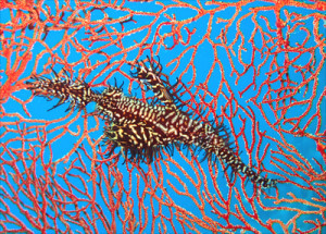 ニシキフウライウオ