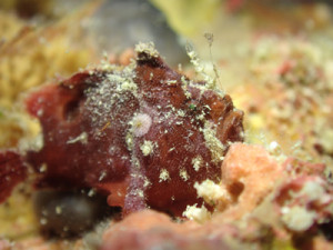 エナガカエルアンコウ