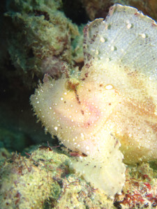 ハダカハオコゼ