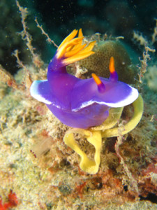 シンデレラウミウシ