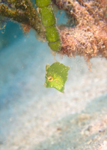 セダカカワハギｙｇ