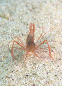 スベスベオトヒメエビ