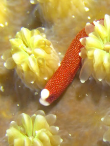 チンヨウジウオ