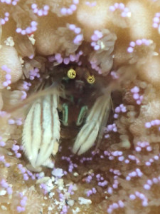 カンザシヤドカリ