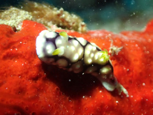 キカモヨウウミウシ