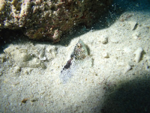 ノドグロベラｙｇ