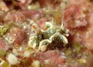 トウモンウミコチョウ