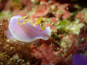 シンデレラウミウシ