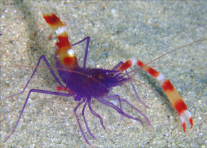 バイオレットボクサーシュリンプ