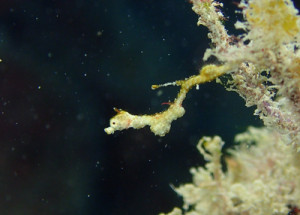 ピグミーシードラゴン