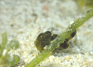 オオモンカエルアンコウｙｇ