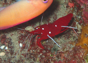 ホワイトソックス